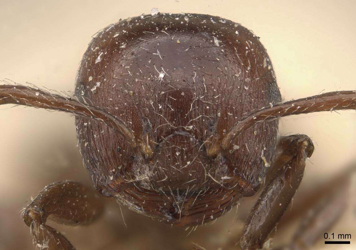 Image of Crematogaster subcircularis Mayr 1879