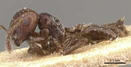 Image of Crematogaster subcircularis Mayr 1879