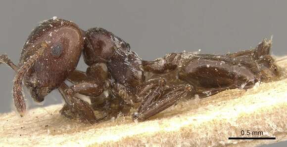 Image of Crematogaster subcircularis Mayr 1879