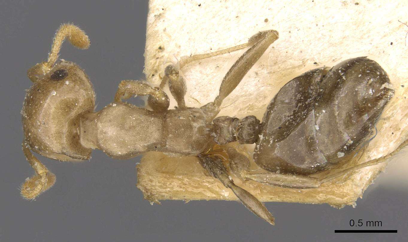 Image of Crematogaster longicephala