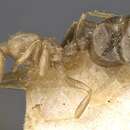 Image of Crematogaster longicephala