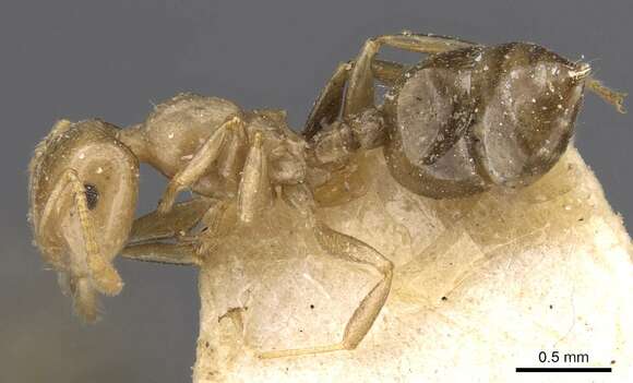 Image of Crematogaster longicephala