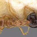 Image of Crematogaster pythia Forel 1915