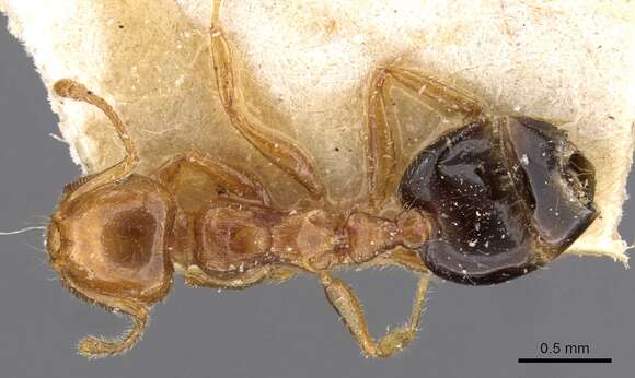 Слика од Crematogaster pythia Forel 1915