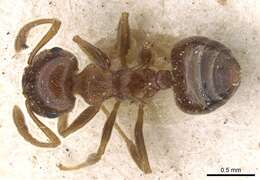 Image of Crematogaster luctans Forel 1907