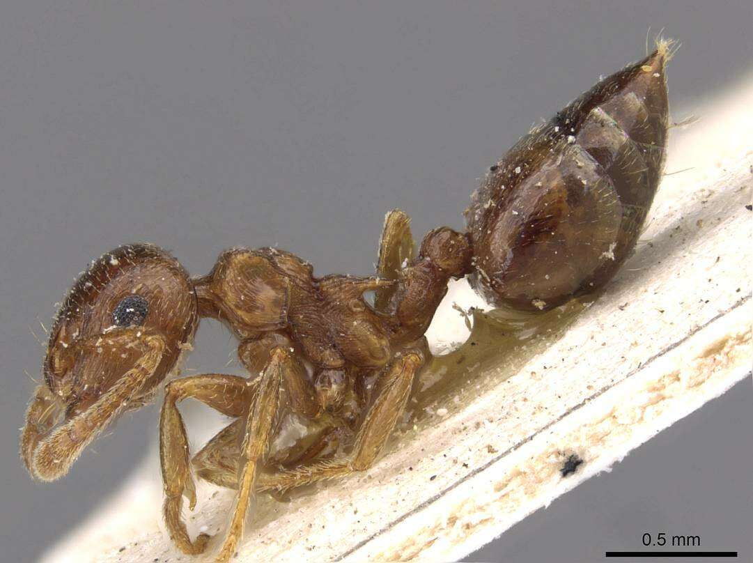 Image of Crematogaster luctans Forel 1907