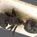 Image of Crematogaster rugosa Andre 1895