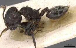 Image of Crematogaster rugosa Andre 1895