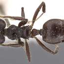 Image of Crematogaster africana Mayr 1895