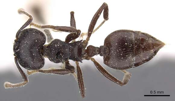 Image of Crematogaster africana Mayr 1895