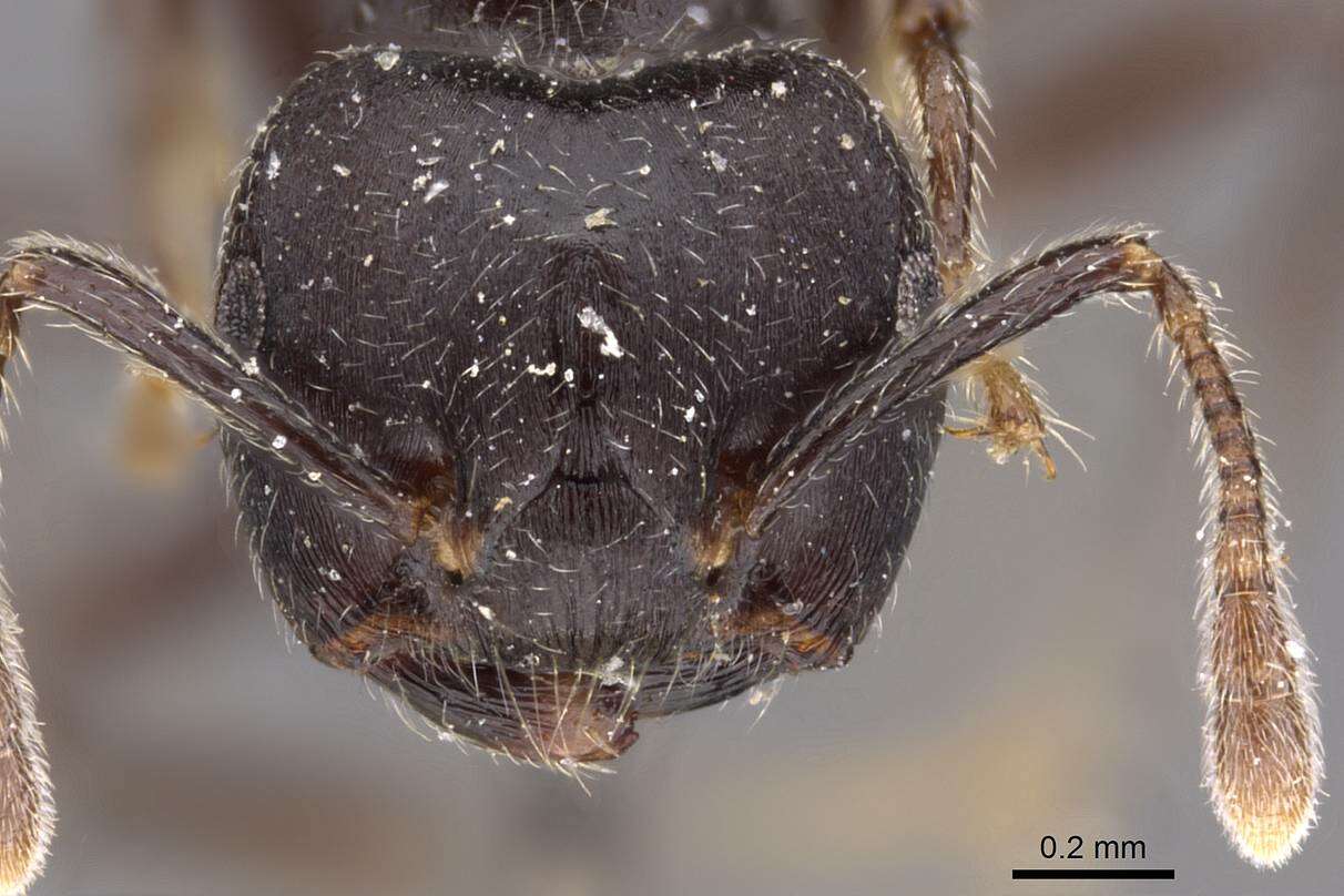 Image of Acrobat Ants and Cocktail Ants