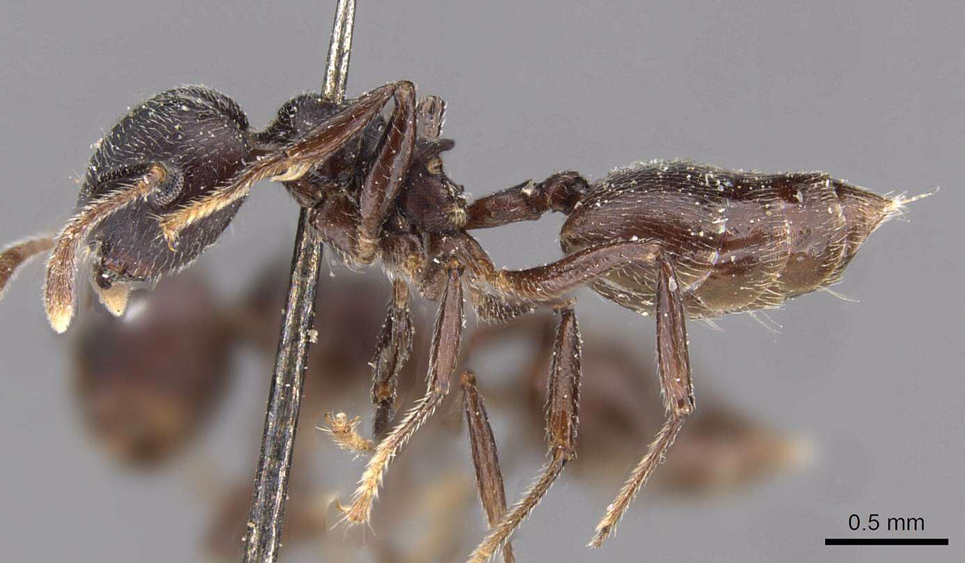 Image of Acrobat Ants and Cocktail Ants