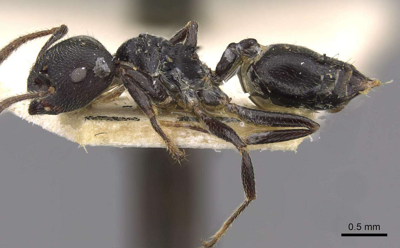 Image of Crematogaster buchneri Forel 1894