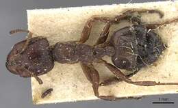 Image de Crematogaster batesi Forel 1911