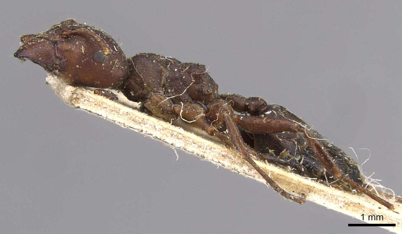 Image de Crematogaster batesi Forel 1911