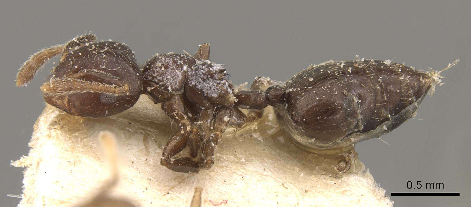 Crematogaster kasaiensis Forel 1913 resmi