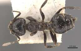 Image of Crematogaster theta Forel 1911