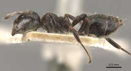 Image of Crematogaster theta Forel 1911