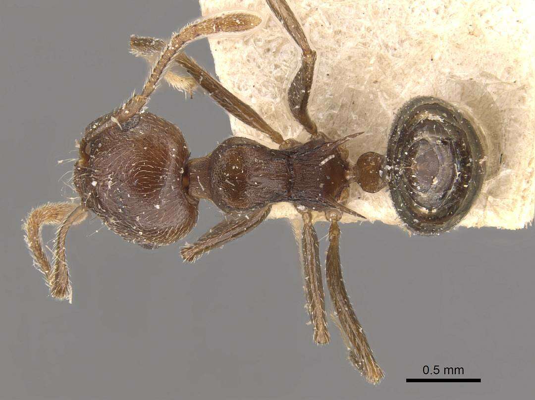 Image of Crematogaster modiglianii Emery 1900