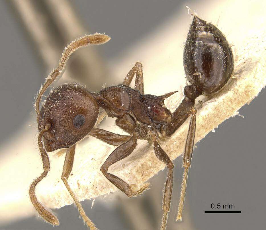 Слика од Crematogaster modiglianii Emery 1900