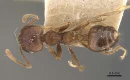 Image of Crematogaster modiglianii Emery 1900