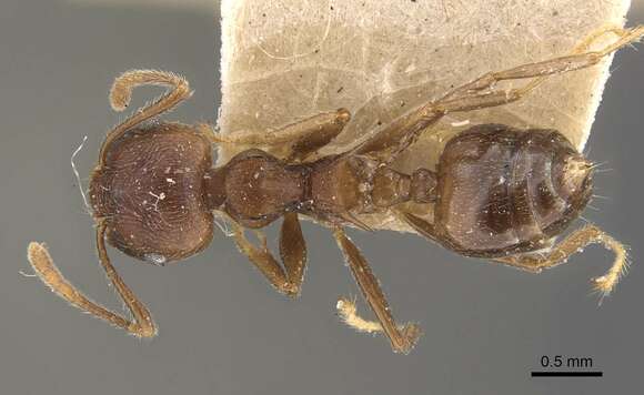 Слика од Crematogaster modiglianii Emery 1900