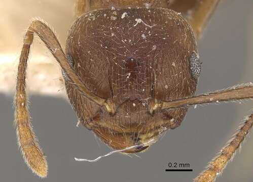 Image of Crematogaster modiglianii Emery 1900