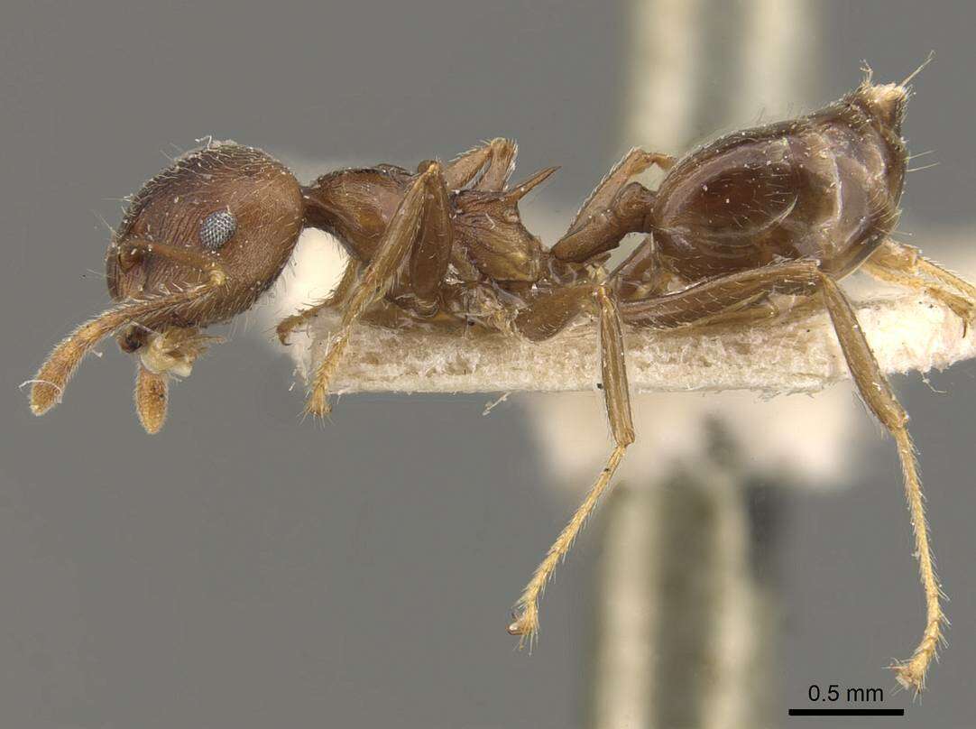 Image of Crematogaster modiglianii Emery 1900