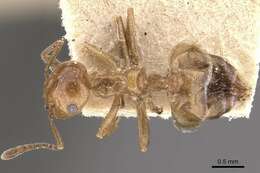 Crematogaster aberrans Forel 1892 resmi