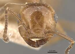 Crematogaster aberrans Forel 1892 resmi