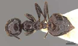 Crematogaster aberrans Forel 1892 resmi