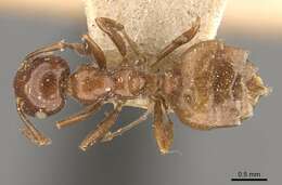 Crematogaster aberrans Forel 1892 resmi