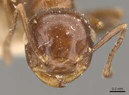 Crematogaster aberrans Forel 1892 resmi