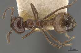 Image of Crematogaster ebenina Forel 1902