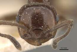 Image of Crematogaster ebenina Forel 1902