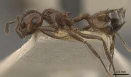 Image of Crematogaster ebenina Forel 1902