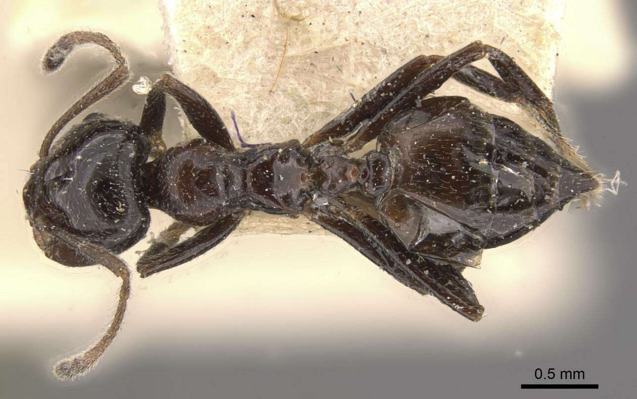 Image of Crematogaster ebenina Forel 1902