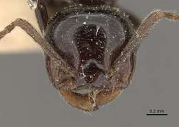 Image of Crematogaster ebenina Forel 1902