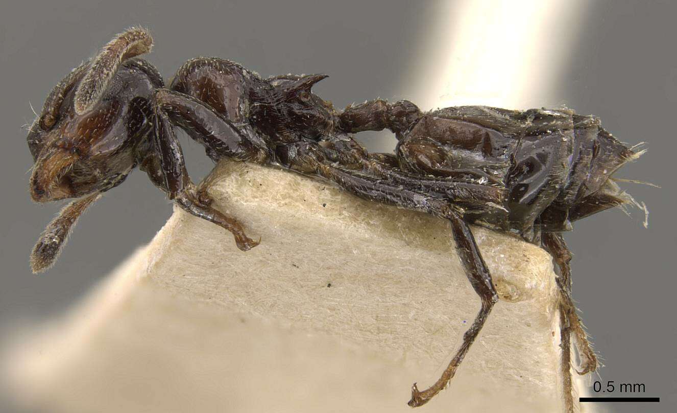 Image of Crematogaster ebenina Forel 1902