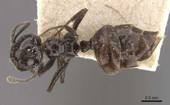 Crematogaster aberrans Forel 1892 resmi