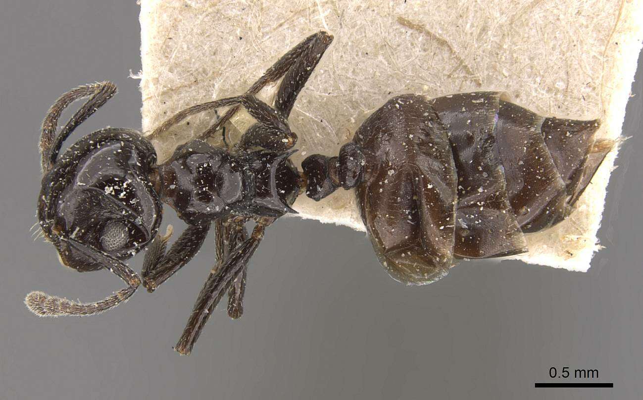 Crematogaster aberrans Forel 1892 resmi