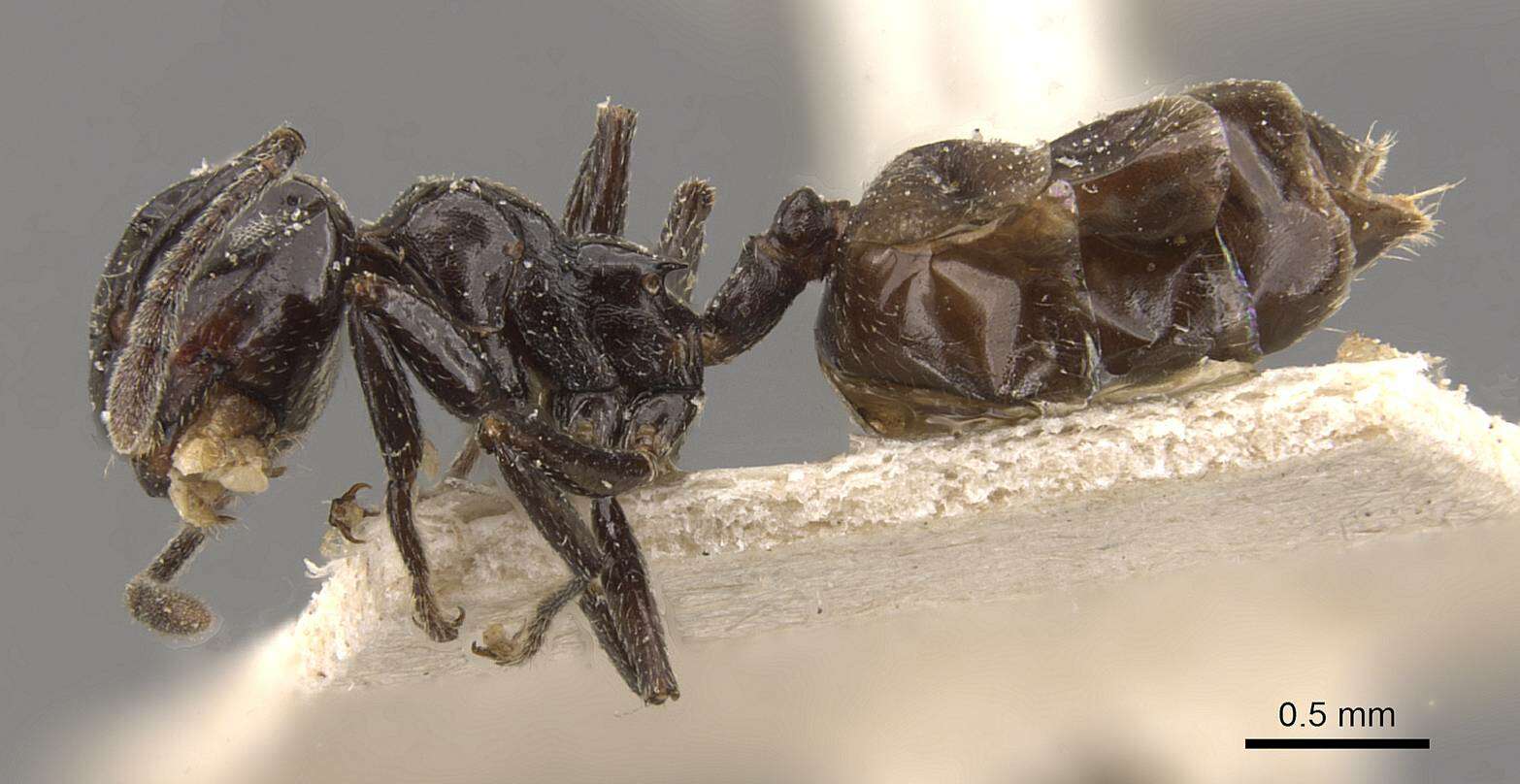 Crematogaster aberrans Forel 1892 resmi