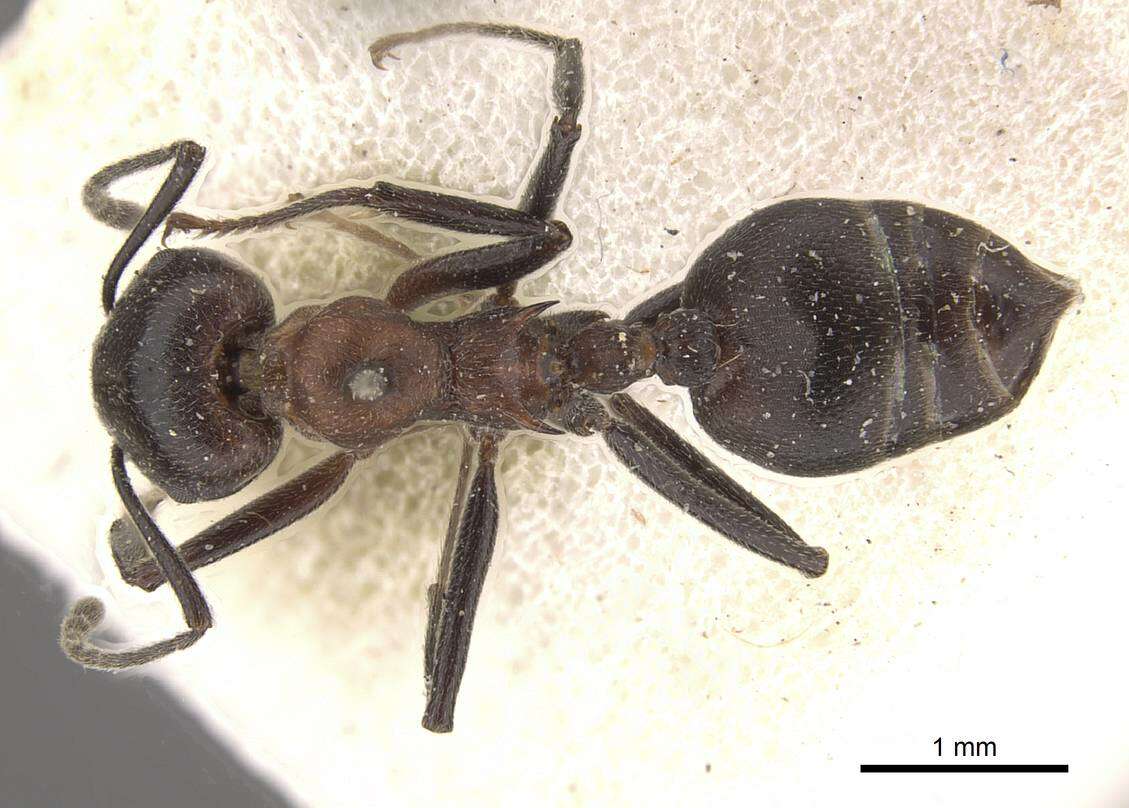 Crematogaster stadelmanni Mayr 1895 resmi