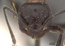 Image of Crematogaster stadelmanni Mayr 1895