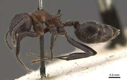 Image of Crematogaster stadelmanni Mayr 1895