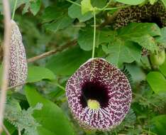 Image of elegant dutchman's pipe