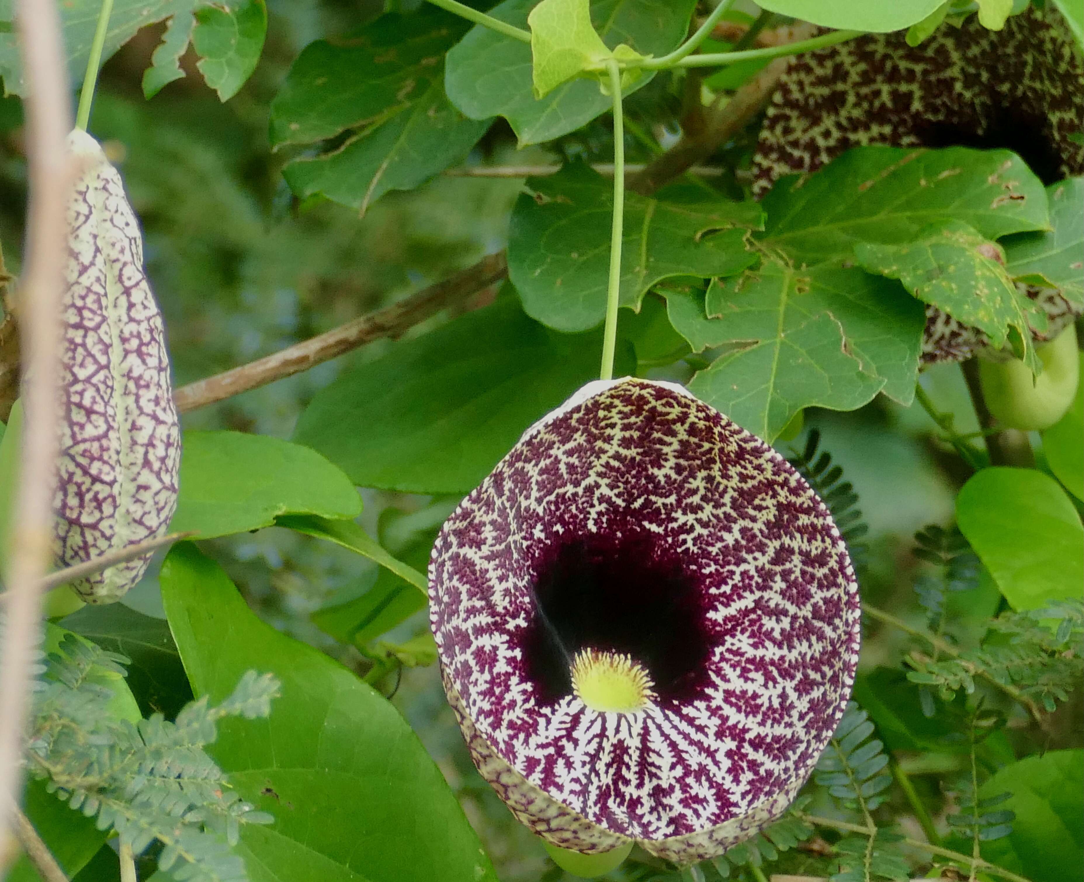 صورة Aristolochia elegans Mast.