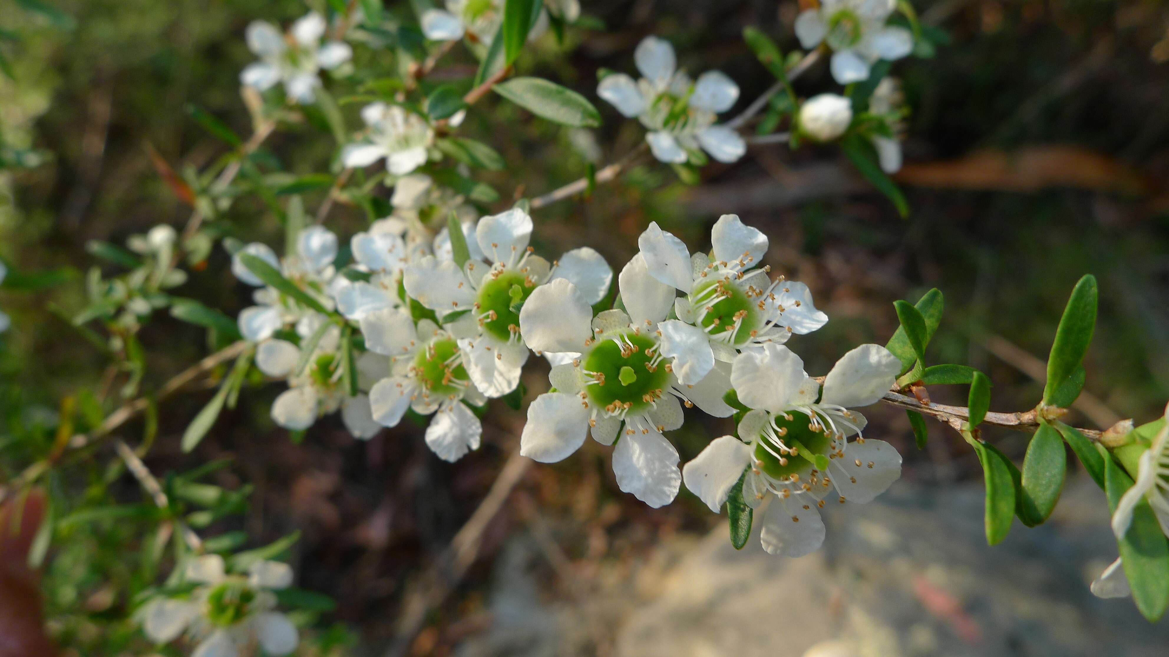 Image of Australian wild may