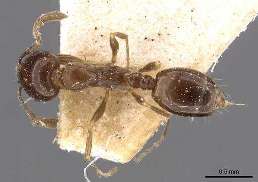 Monomorium sordidum Forel 1902的圖片