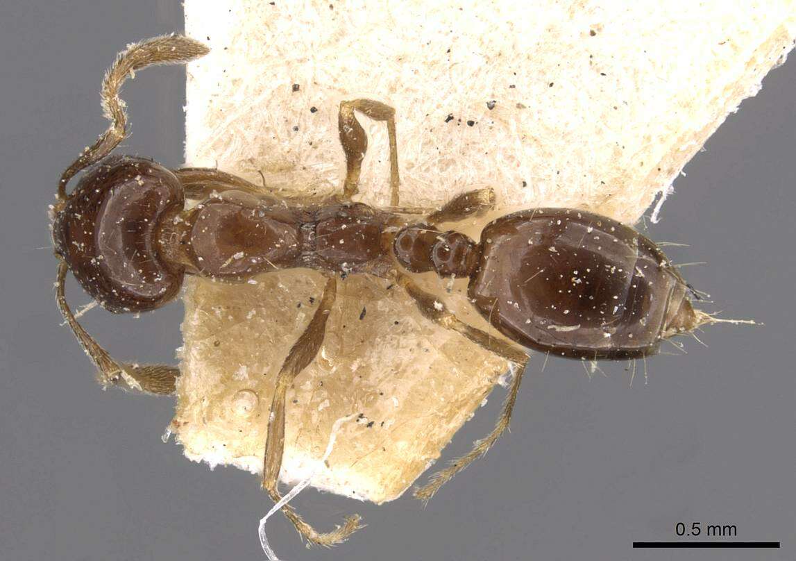 Image of Monomorium sordidum Forel 1902